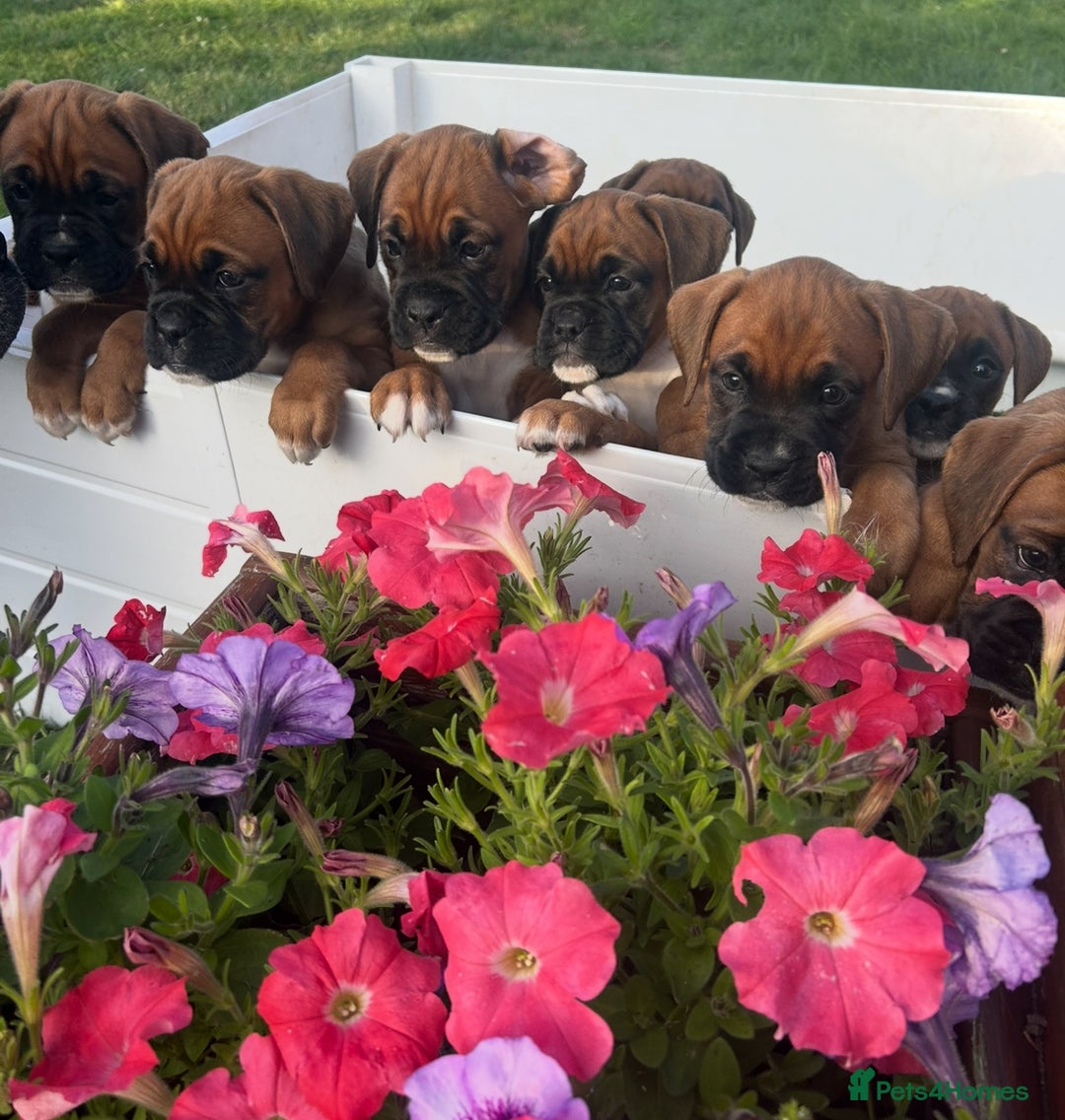 Boxer dogs for sale: KC bobtail pups heartscore 0, CHAMPION lines - Image 2