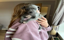 Italian Greyhound dogs for sale: 🐾kc registered Italian greyhound puppies 🐾 - Image 28