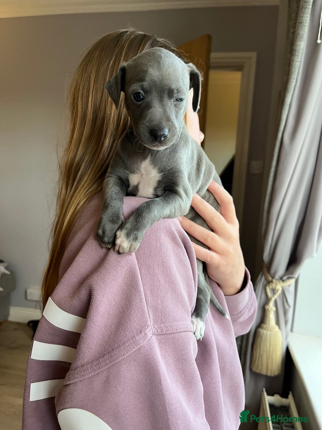 Italian Greyhound dogs for sale: 🐾kc registered Italian greyhound puppies 🐾 - Image 28