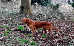 Golden Retriever dogs for sale: Working golden retriever puppies  - Image 1