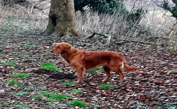 Golden Retriever dogs - Advert 1