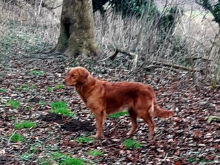 Golden Retriever dogs - Advert 1