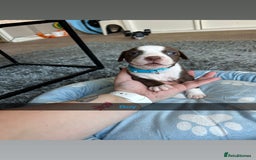 Staffordshire Bull Terrier dogs for sale: 9 Beautiful staffy X pups  - Image 4