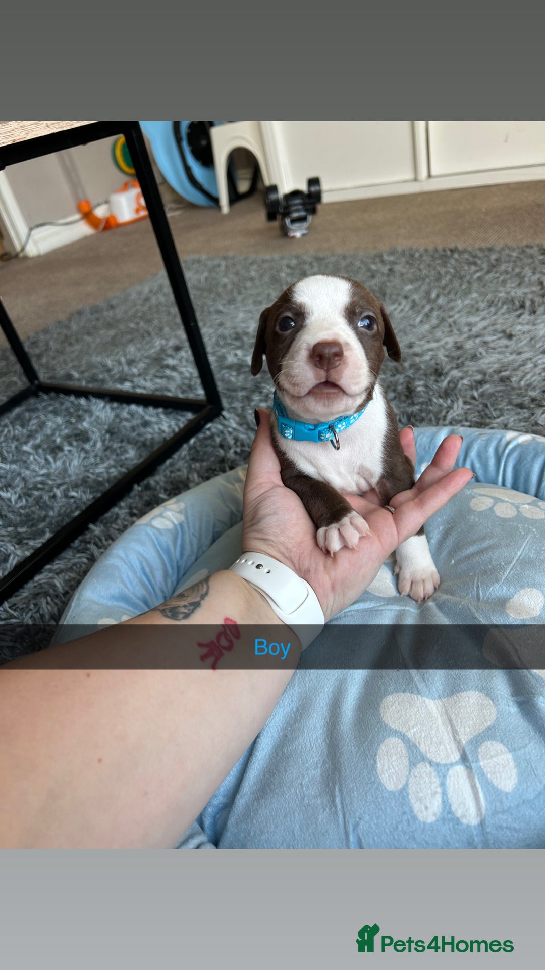 Staffordshire Bull Terrier dogs for sale: 9 Beautiful staffy X pups  - Image 4