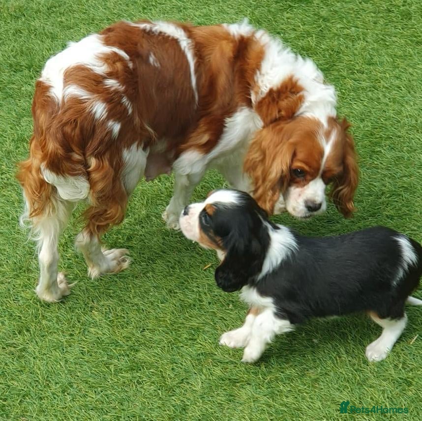 Cavalier King Charles Spaniel dogs King Charles Cavalier puppies - Advert 1