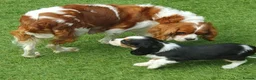 Cavalier King Charles Spaniel dogs for sale: King Charles Cavalier puppies in Billingshurst - Advert 1