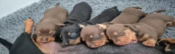 Miniature Dachshund dogs for sale: Litter of 5 beautiful boys - Advert 2