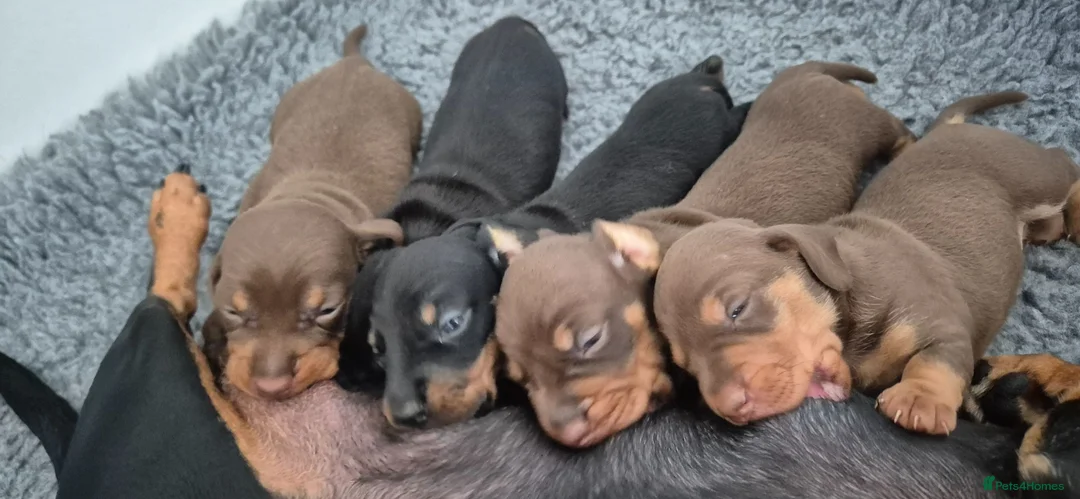 Miniature Dachshund dogs for sale: Litter of 5 beautiful boys - Advert 2