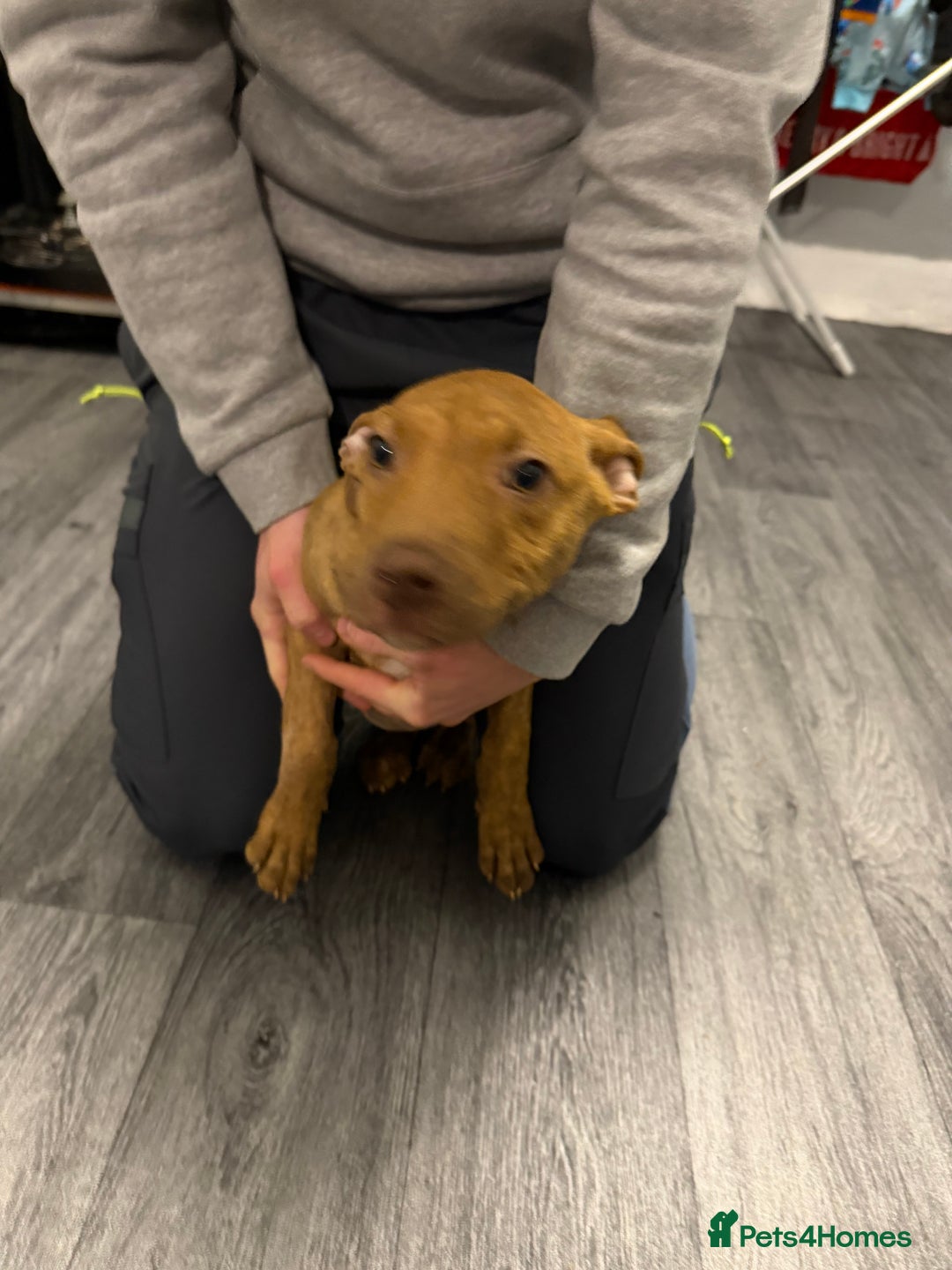Staffordshire Bull Terrier dogs for sale: Female staff puppy - Advert 28