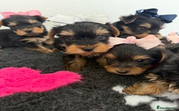 Yorkshire Terrier dogs for sale: Yorkshire Terrier Puppy 5 - 6 beautiful Yorkshire terriers  - Image 15