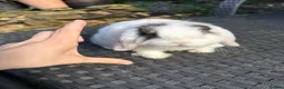 Mini Lop rabbits for sale: Baby mini lops available to reserve  - Advert 3