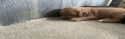 Mixed Breed dogs for sale: Adorable Cockapoo Puppies - Advert 4