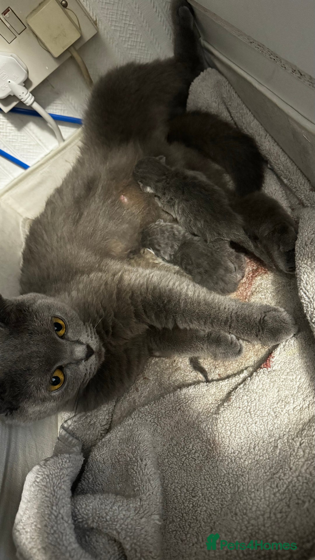 Scottish Fold cats for sale: Gorgeous Scottish fold/Straight kittens - Image 7