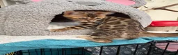 Bengal cats for sale: TICA 🔥 Pedigree health tested 🐾 Bengal Kittens  - Advert 15
