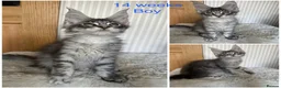 Maine Coon cats for sale: Stunning Mainecoon kittens  - Advert 8