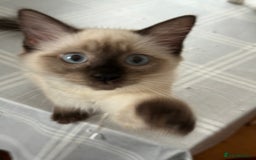 Ragdoll cats for sale: Beautiful sealpoint ragdoll  - Image 3