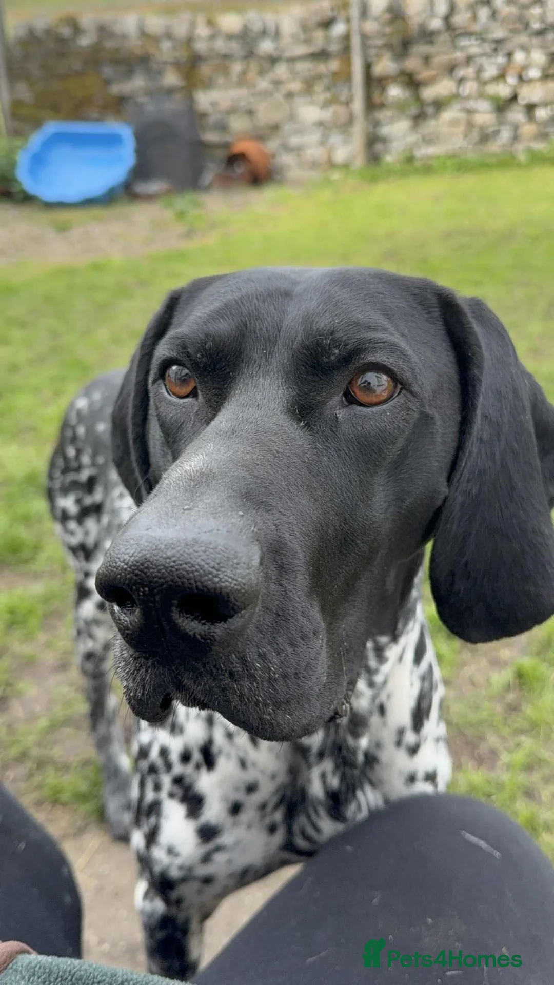German Shorthaired Pointer dogs for stud: Exceptional lines, KC reg fully health tested stud - Advert 2