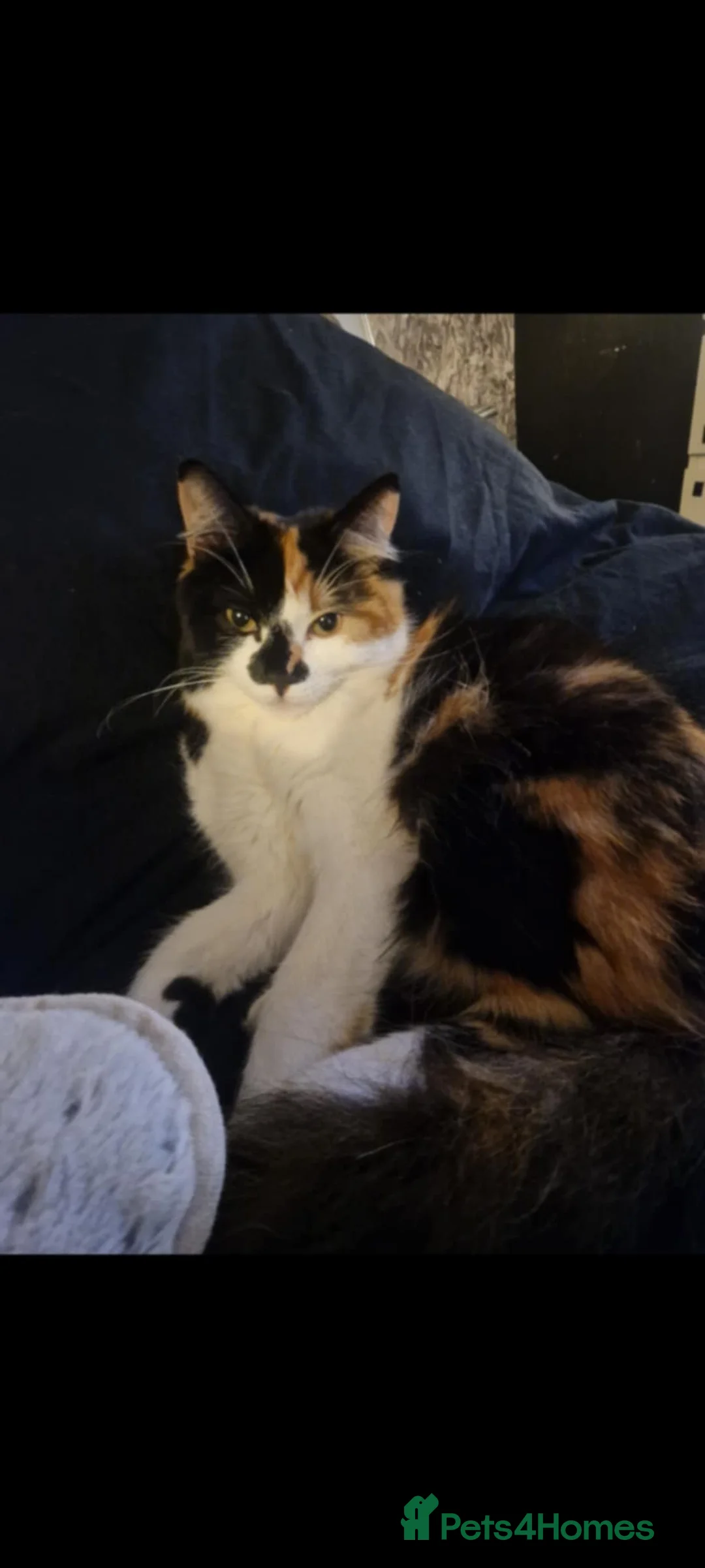 Ragdoll cats for sale: Ragdoll cross cat - Advert 1