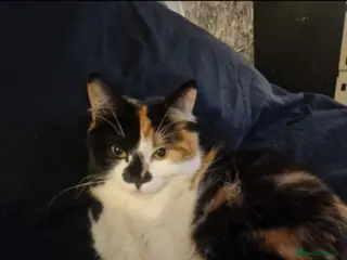 Ragdoll cats Ragdoll cross cat - Advert 5