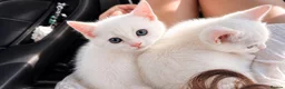 Turkish Angora cats for sale: Pure white kitten!! - Advert 3