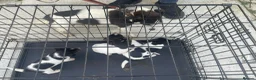 Jack Russell dogs for sale: Pure jack russel in Portsmouth - Advert 8