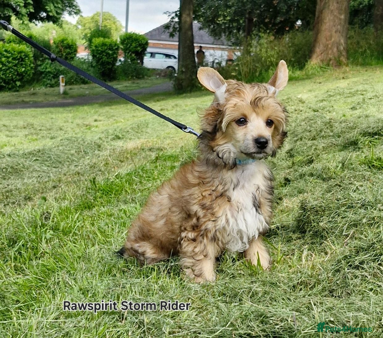 Chinese Crested dogs Kc reg beautiful puff puppies ready to new home  - Advert 1