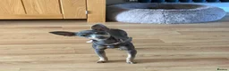 Miniature Pinscher dogs for sale: Miniature pincher puppy girl  in Milton Keynes - Advert 3