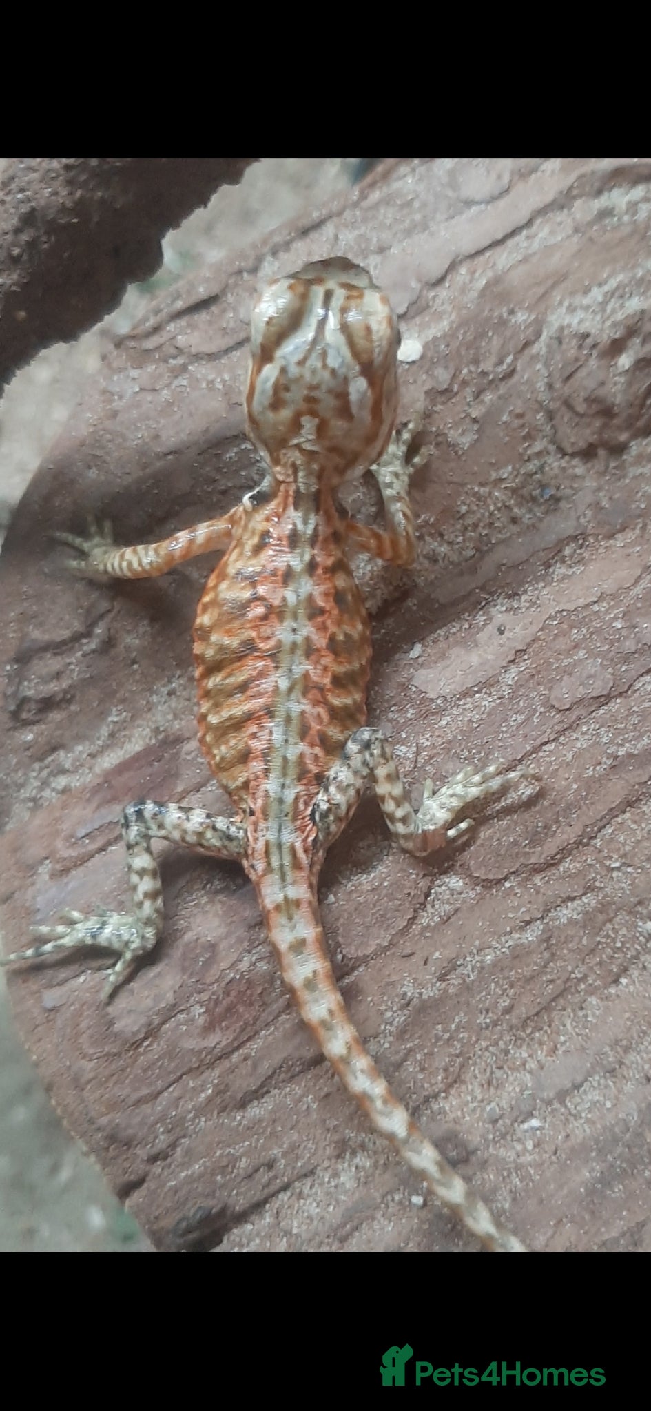 Bearded Dragon reptiles for sale: Beautiful Baby Bearded Dragons For Sale - Advert 1