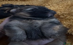 Mixed Breed dogs for sale: Stunning Toy Shihpoo Pom Puppies ready to reserve - Image 15