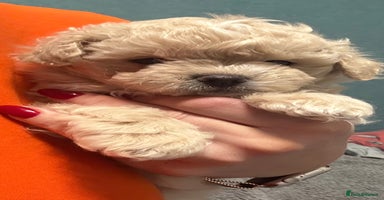 Maltipoo dogs - Advert 2