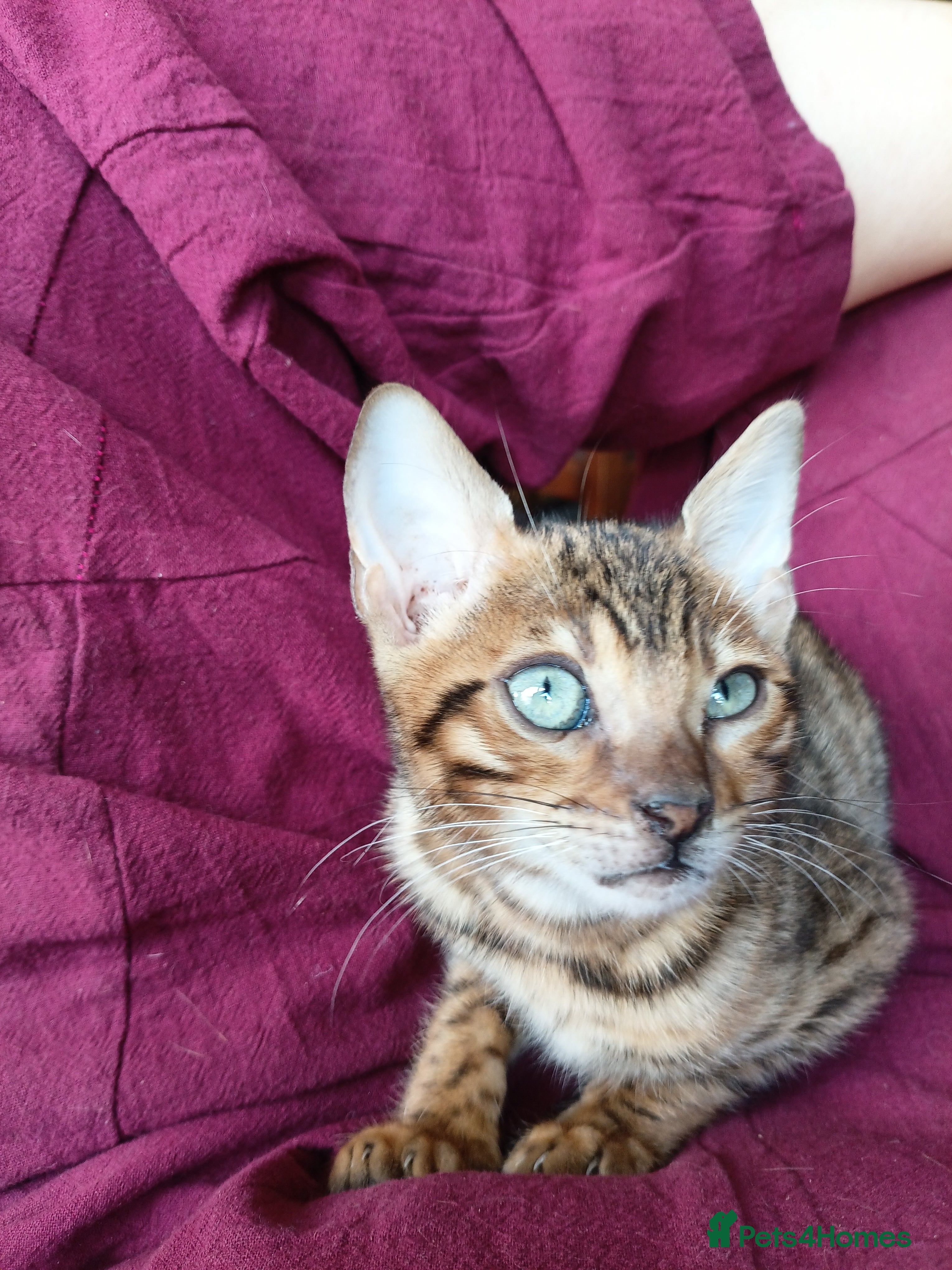 Bengal cats Bengal boy 12 weeks - Advert 8