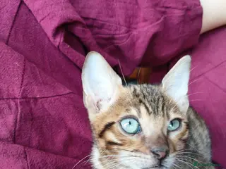 Bengal cats Bengal boy 12 weeks - Advert 1