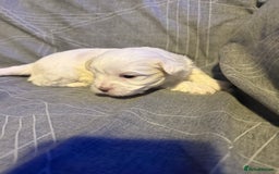 Maltese dogs for sale: Beautiful Maltese puppies for sale - Advert 10