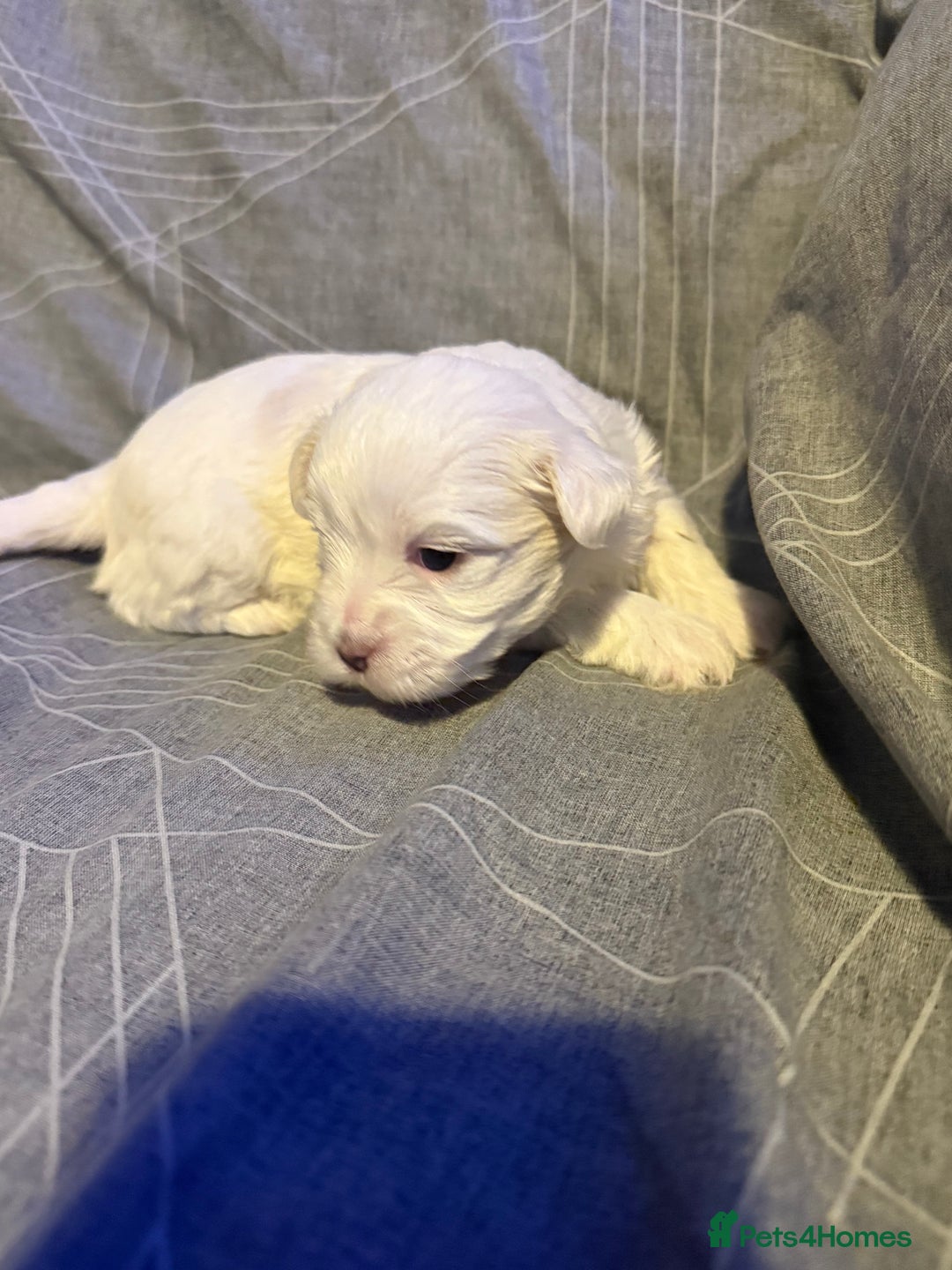 Maltese dogs for sale: Beautiful Maltese puppies for sale - Advert 10
