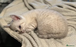 Bengal cats for sale: Snow Lynx, Marble & Brown Rosette Bengals - Image 2