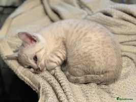 Bengal cats - Advert 1