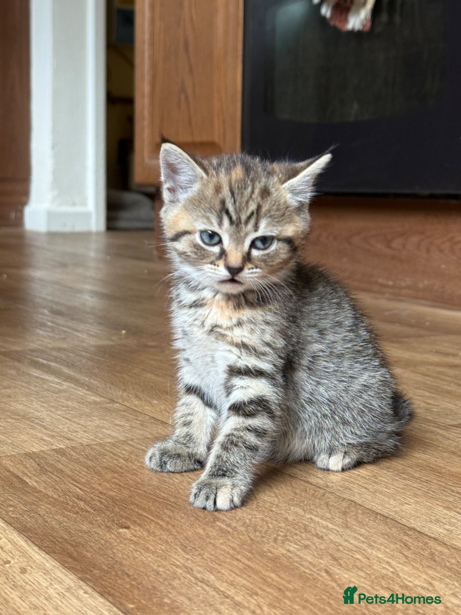 Mixed Breed cats for sale: 1 boy & 3 girl kittens 🐈🐾🩷🩵 - Advert 17