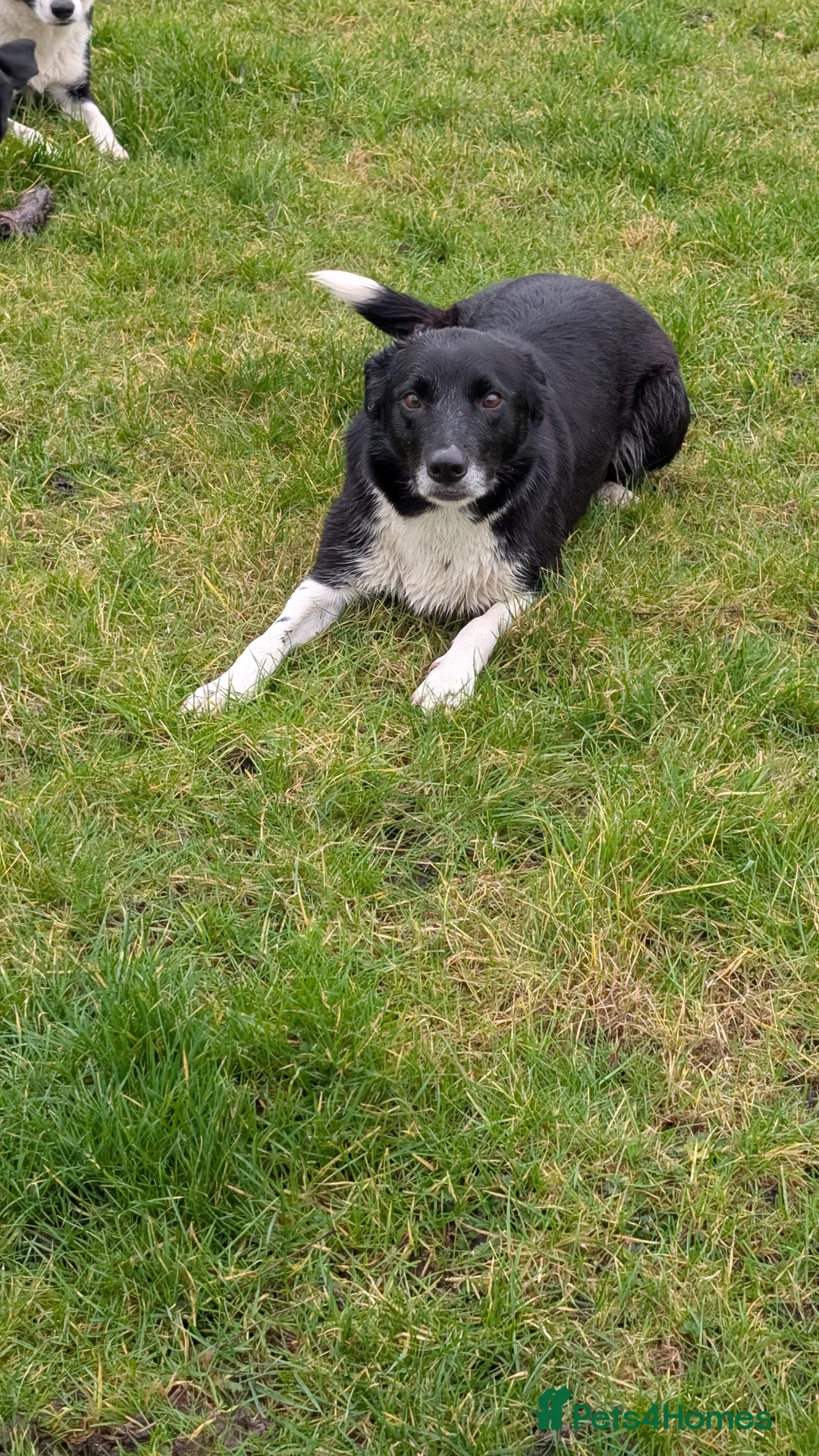 Border Collie dogs for sale: Traditional farm bred collies - Advert 8