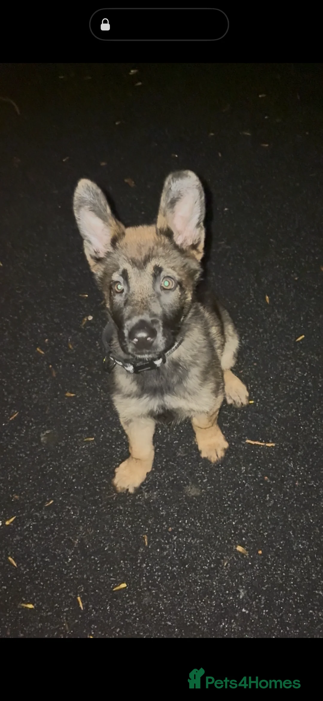 Mixed Breed dogs for sale: Belgium Malinosis x Dutch Herd - Advert 2