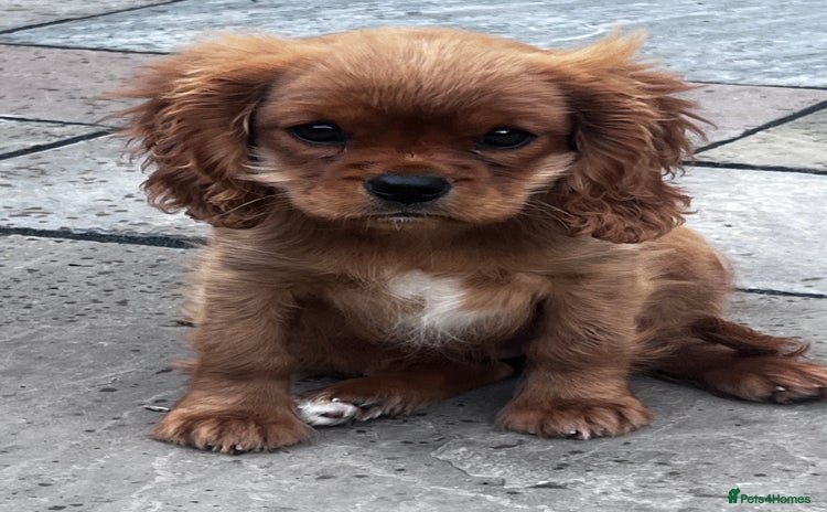 Cavalier King Charles Spaniel dogs - Advert 13