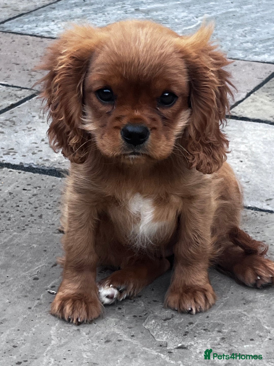 Cavalier King Charles Spaniel dogs for sale: KC cavalier King Charles dna clear  - Image 1