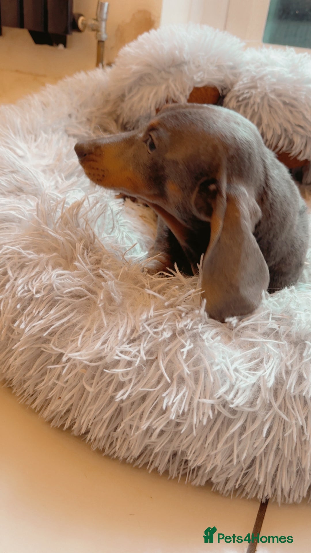 Dachshund dogs for sale: Dachshund girl  - Advert 1