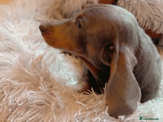 Dachshund dogs Dachshund girl - Advert 1