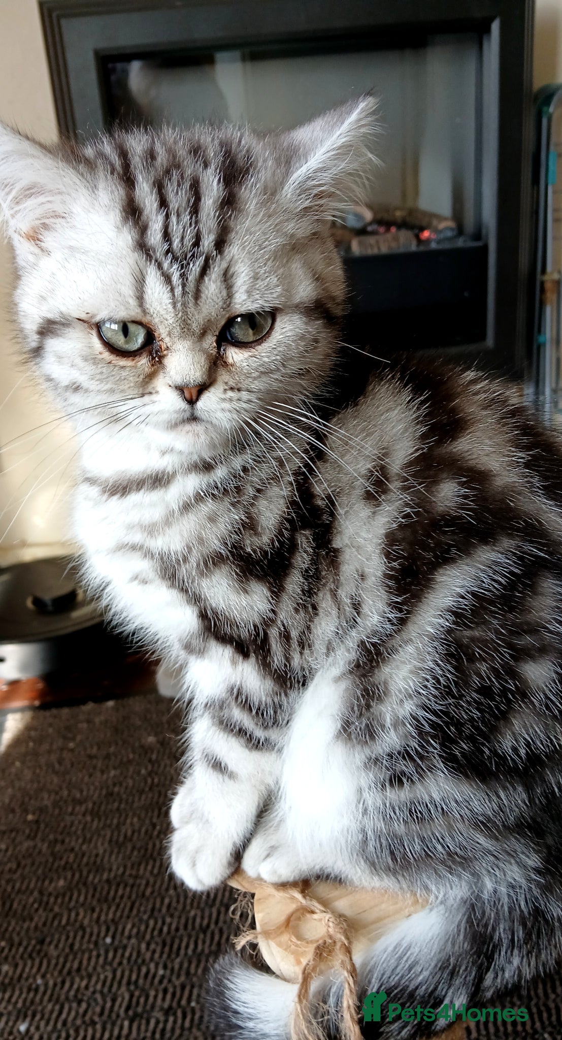 British Shorthair cats Bsh.Silver Classic  Tabby. GCCF. - Advert 3