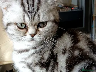 British Shorthair cats Bsh.Silver Classic Tabby. GCCF. - Advert 3