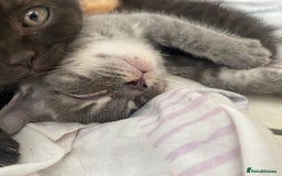 Mixed Breed cats for sale: Litter of mixed breed with British blue father  - Image 4