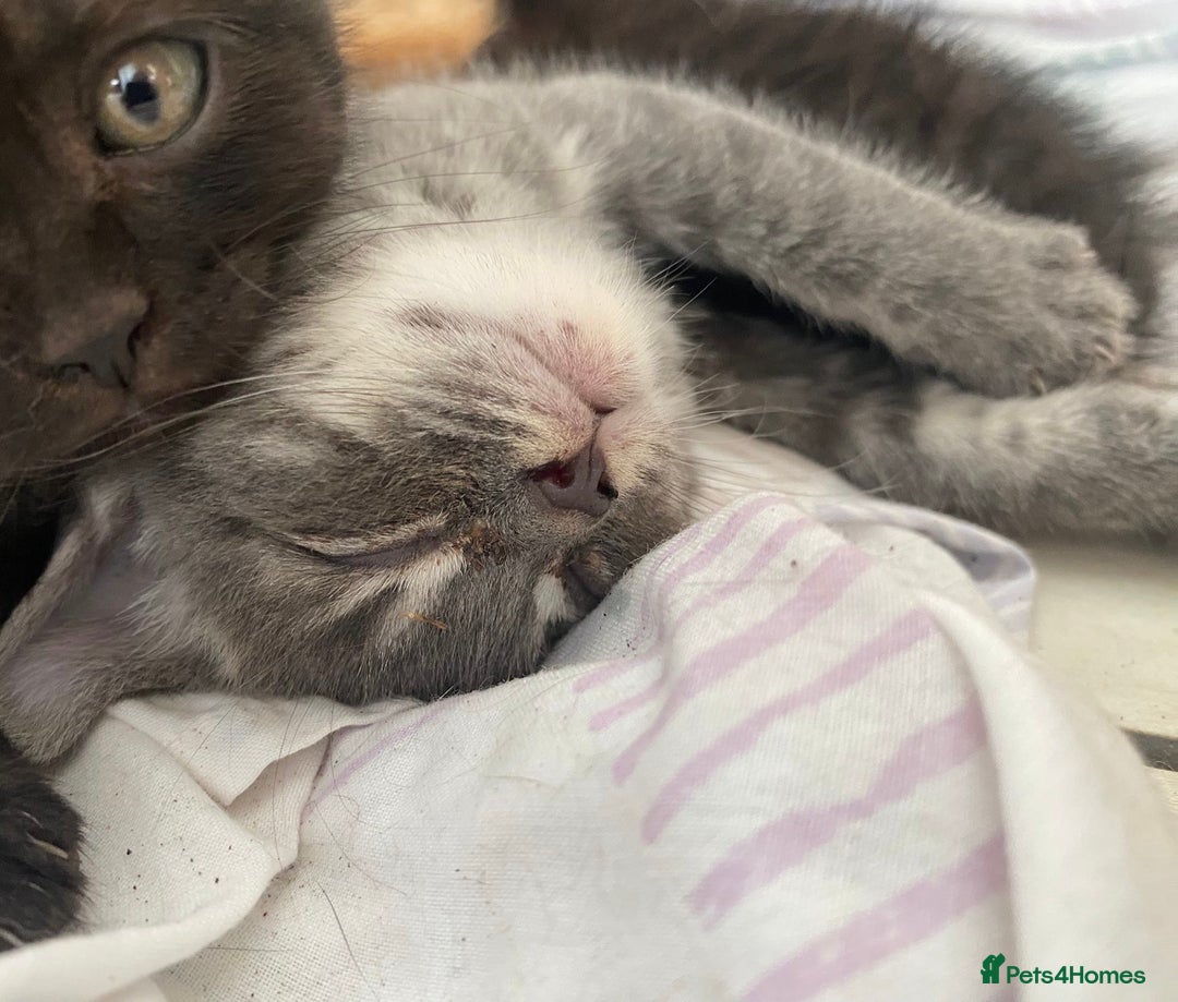Mixed Breed cats for sale: Litter of mixed breed with British blue father  - Image 4