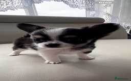 Chihuahua dogs for sale: Chihuahua  - Image 2