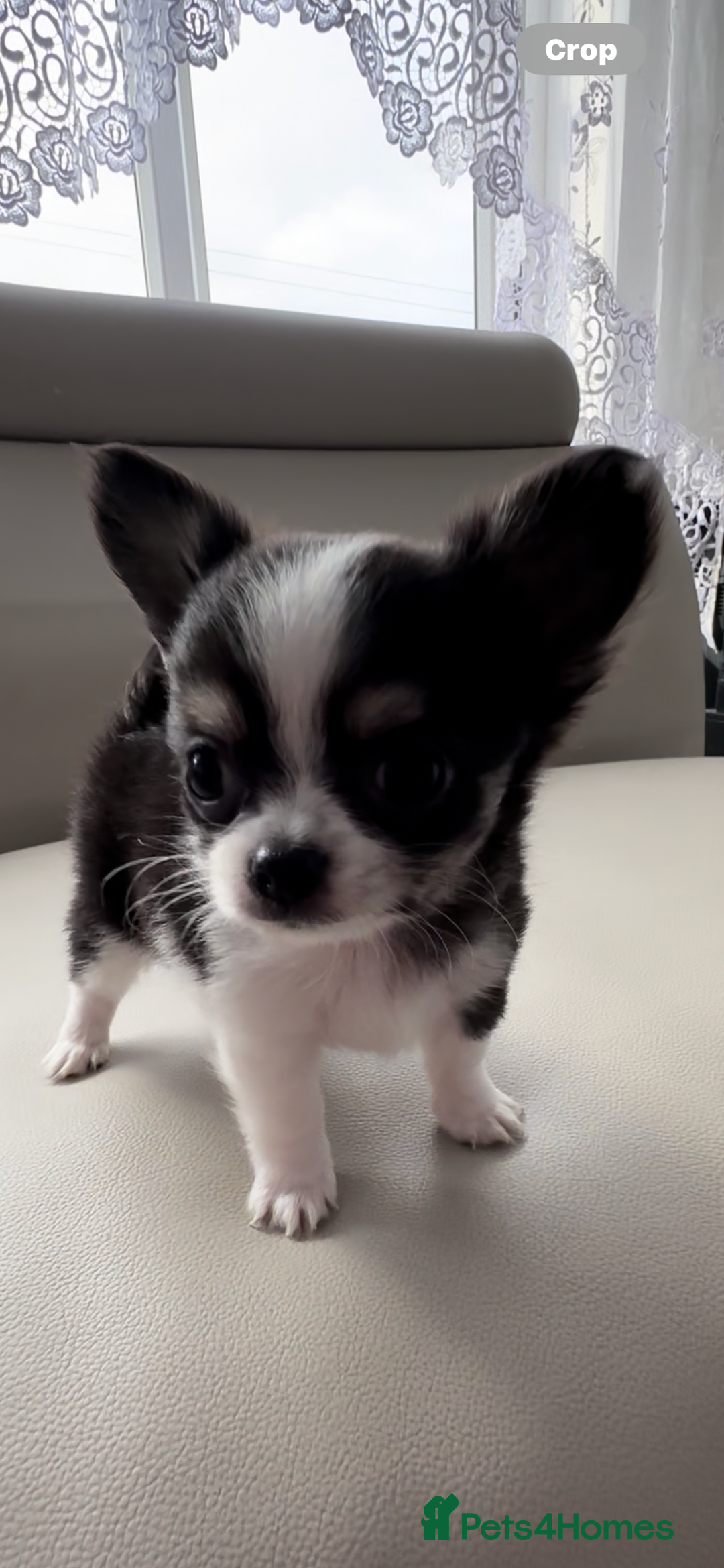 Chihuahua dogs for sale: Chihuahua  - Image 2