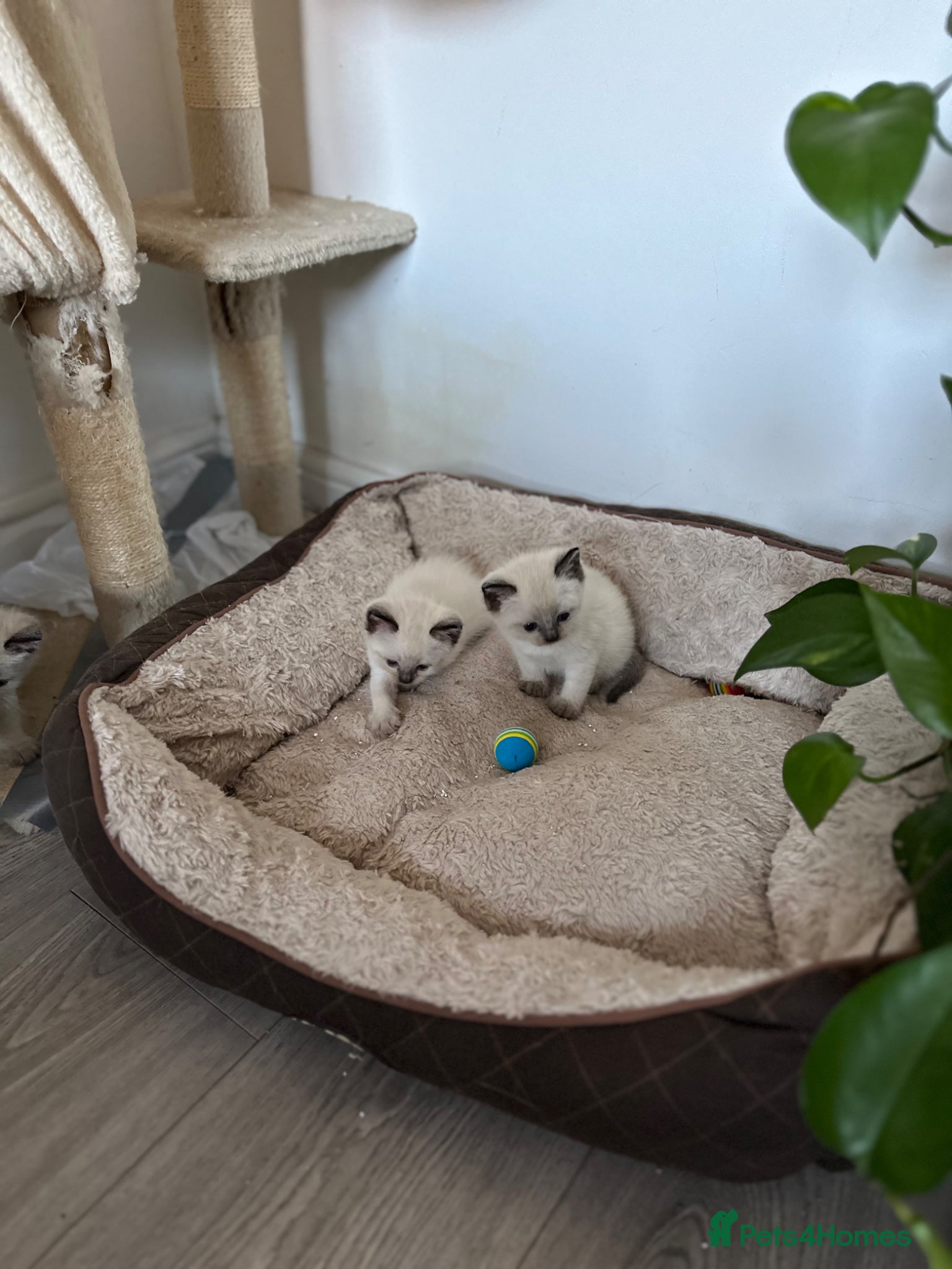 Siamese cats for sale: 4 Beautiful female siamese kittens available - Advert 1